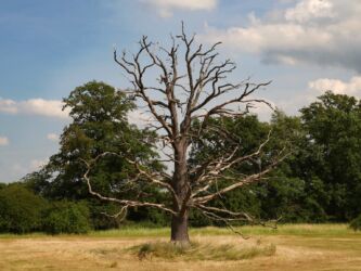 Vertrockneter Baum