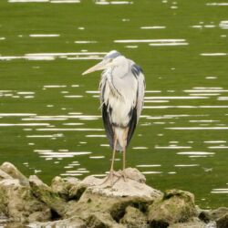 Ardea (Tagreiher)
