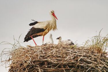 Storchennachwuchs