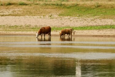 Afrikanische Steppe an der Elbe