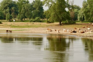 Afrikanische Steppe an der Elbe