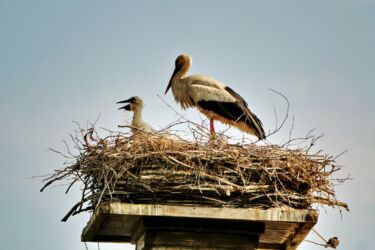 Storchendorf Rühstädt
