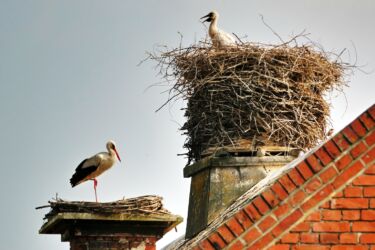 Storchendorf Rühstädt