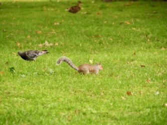 Tierwelt im St. James Park