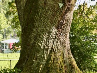 300 Jahre - 6m Umfang