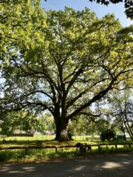Alte Eiche am Lämmerspieler Weg