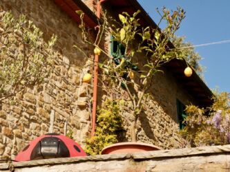 Zitronen und Marienkäfer