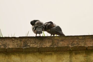 Zwei Täubchen