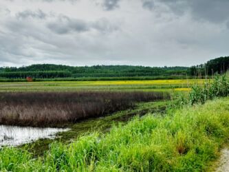 Sumpfgebiete von Fucecchio