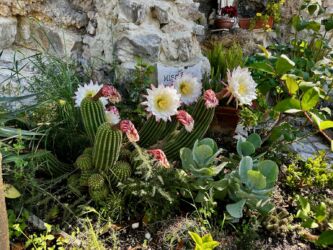 Echinopsis in voller Blüte
