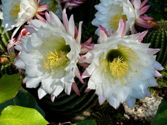 Echinopsis in voller Blüte