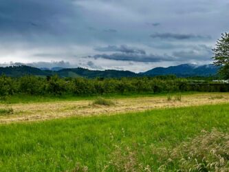 Ausläufer des Schwarzwalds