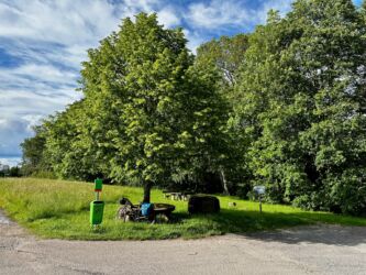 Friedensbaum Neusatz