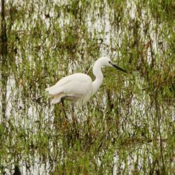 Seidenreiher (Egretta garzetta)