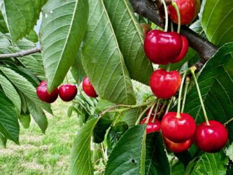 Ockstädter Kirschen