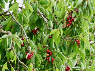 Ockstädter Kirschen