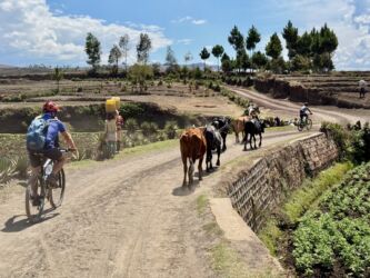 Radfahrer und Ochsen