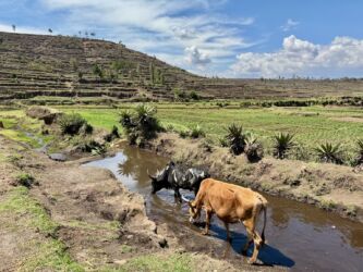 Zebus an der Wasserstelle