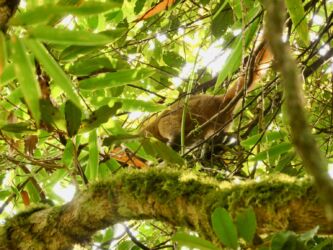 Godener Bambus Lemur