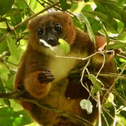 Rotbauch Lemur