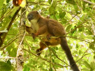 Rotbauch Lemur