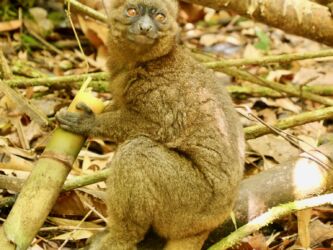 Großer Bambus Lemur