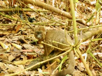 Großer Bambus Lemur