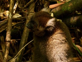 Großer Bambus Lemur