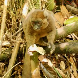 Großer Bambus Lemur
