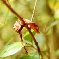 Gespenstische Blattschwanz-Gecko (Uroplatus phantasticus)