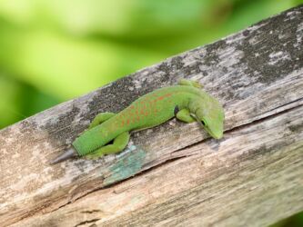 Pfauenaugen-Taggecko (Phelsuma quadriocellata)