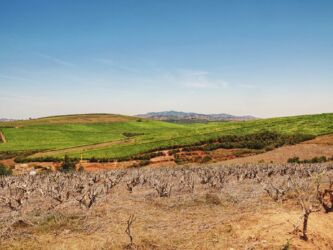 Tee soweit das Auge reicht