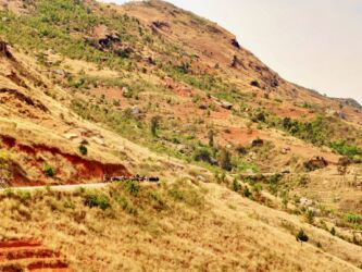 Zebuherde im Anstieg