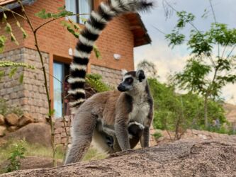 Katta Lemur mit Jungem im Camp