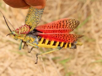 Regenbogengrashüpfer