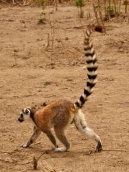 Katta Lemur