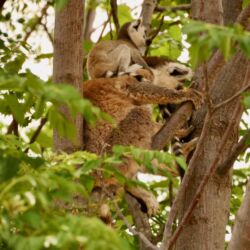 Auf dem Kopf rumtanzen