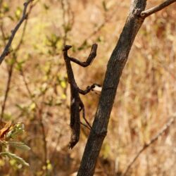 Kleine Astmantis (Gottesanbeterin)