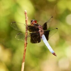 Drachenfliege