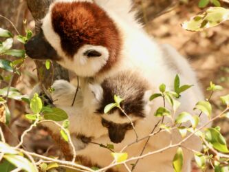Sifaka Lemur