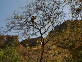 Sifaka Lemur und Isalo Gebirge