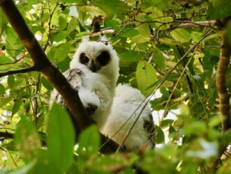 Madagaskar-Eulen Küken