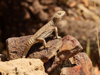 Stachelschwanzleguan