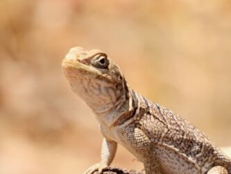 Stachelschwanzleguan