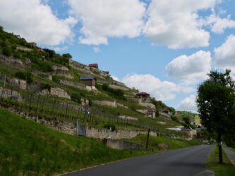 Weinberge Unstruttal