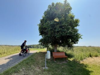 Bank im Schatten der Kastanie