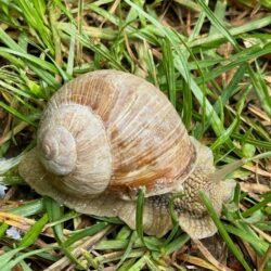Schnecke