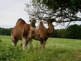 Dromedar und Kamel