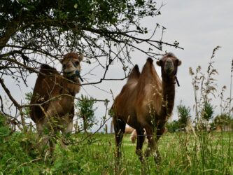 Dromedar und Kamel