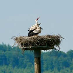 Storchennest